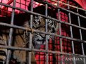 Populasi Harimau Sumatera di Jambi Sekitar 183 Ekor, BKSDA: Yang Belum Terdata di TNBT