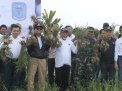 Bawang Putih Merangin Jadi Pilot Projek Sumatera