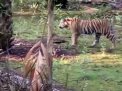 Empat Ekor Harimau Terlihat Berkeliaran Dikebun, Apuk dan Amin Langsung Pulang