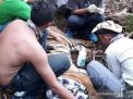 Kisah Corina, Harimau Sumatera Penuh Luka Ditengah Wabah Corona