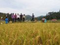 Lokasi Eks PETI Jadi Sawah, Zulhipni Koordinasi dengan DLH Provinsi