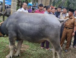 Wabup H A Khafid Buka Festival Memantai Adat