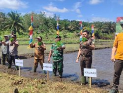 Wabup Tanam Padi Serentak di Tambang Emas