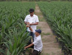 PTPN IV PalmCo Salurkan 6 Juta Bibit Unggul untuk Peremajaan Sawit Rakyat, Dukung Produktivitas 41.000 Hektar