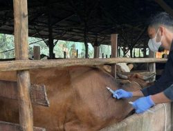 Pemprov Jambi Siapkan 17.900 Dosis Vaksin untuk Cegah Penyakit Hewan Ternak