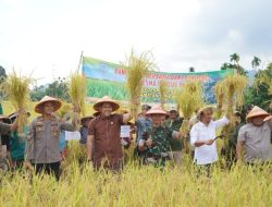 Bupati H M Syukur Panen Raya Padi Sawah di Desa Bukit Batu