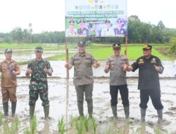 Bupati H M Syukur dan Forkopimda Tanam Padi Sawah Serentak