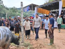 Mantai Kerbau Basamo Datuk Ba Empek Menti Nan Batigo, Bupati M. Syukur Jaga Tradisi Leluhur