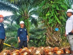 Transformasi Digital PTPN Berbuah Manis, PalmCo Catat Kinerja Terbaik Sepanjang 2025