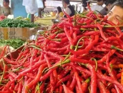 Harga Cabai dan Daging Sapi di Jambi Naik