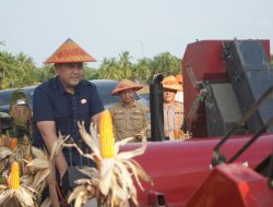 Potensi Panen Capai Rp 1 Milyar, Bupati M. Syukur Yakin Merangin Jadi Lumbung Pangan Jambi