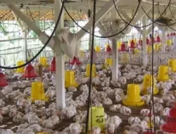 Harga Ayam Hidup Turun ke Rp18.000 per Kg, Peternak Rugi di Bawah Biaya Produksi