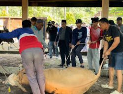 UIN STS Jambi Gelar Penyembelihan Hewan Kurban 2026, Wujud Kepedulian Sosial