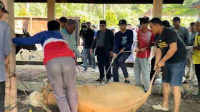 UIN STS Jambi Gelar Penyembelihan Hewan Kurban 2026, Wujud Kepedulian Sosial