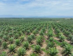 Produksi Sawit Nasional Stagnan, PTPN IV PalmCo Genjot Produktivitas Kebun Rakyat Jelang B50 2026