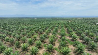 Produksi Sawit Nasional Stagnan, PTPN IV PalmCo Genjot Produktivitas Kebun Rakyat Jelang B50 2026