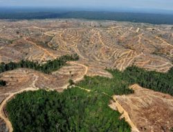 Krisis hutan di jambi : urgensi menyelamatkan alam dari eksploitasi