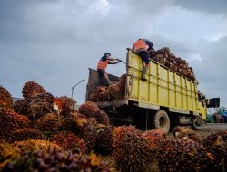Produksi TBS PTPN IV Regional IV Jambi Capai 116 Persen, Lampaui Target RKAP 2026