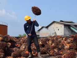 Produksi TBS PTPN IV Regional IV Tembus 244 Ribu Ton di Semester I 2026