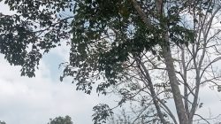 Menanti Rintik Hujan: Harapan Warga Pematang Gajah di Tengah Musim Kemarau