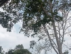 Menanti Rintik Hujan: Harapan Warga Pematang Gajah di Tengah Musim Kemarau