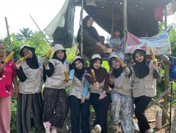 Jagung sebagai Salah Satu Harapan Penggerak Ekonomi Masyarakat Dusun Mudo, Kecamatan Taman Rajo.