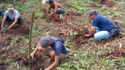 Tingkatkan Pendapatan Warga, PTPN IV Regional IV Salurkan 1.500 Bibit Nanas untuk Dua Desa di Tanjab Timur