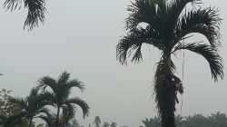 Kabut Asap Tutupi Jambi Pandang Cuma Beberapa Meter