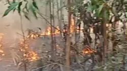 Kebakaran lahan kembali terjadi asal tebal