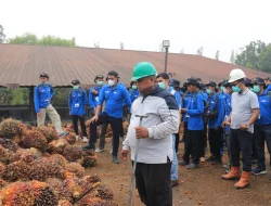 118 Pekebun Jambi Turun Langsung ke Kebun PTPN IV, Pelajari Cara Panen Sawit yang Tepat