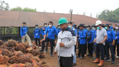 118 Pekebun Jambi Turun Langsung ke Kebun PTPN IV, Pelajari Cara Panen Sawit yang Tepat