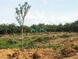 Kebun Sawit Tua di Tebo Perlu Diremajakan