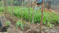 PERMAMPU Dorong Kepemimpinan Perempuan Petani & Pulihkan Lahan Pertanian Pangan Paska Bencana Ekologis Sumatera