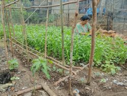 PERMAMPU Dorong Kepemimpinan Perempuan Petani & Pulihkan Lahan Pertanian Pangan Paska Bencana Ekologis Sumatera