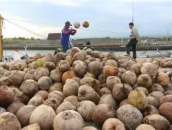 Kelapa Tanjab Timur Dibidik Investor Asing, Peluang Cuan dari Sabut hingga Tempurung